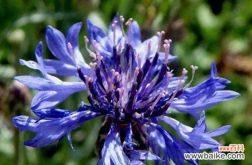 揭示矢车菊的花语,传达美丽、希望与纯洁之意 矢车菊的花语