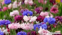 不同颜色矢车菊的花语及其象征意义 矢车菊花语-颜色传递的情感之花