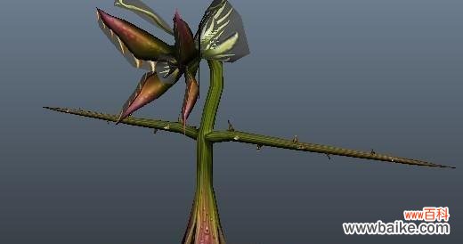 解读食人花的花语，揭示其生命力与侵略性的平衡之道 食人花的花语——探寻其独特的象征意义