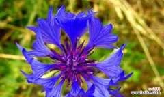 揭秘矢车菊每个颜色的花语，告诉你不一样的含义 矢车菊的花语及不同颜色的象征意义