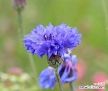 探索矢车菊花语的美丽世界 矢车菊的花语和意义