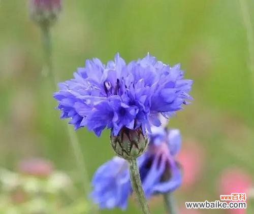 探索矢车菊花语的美丽世界 矢车菊的花语和意义