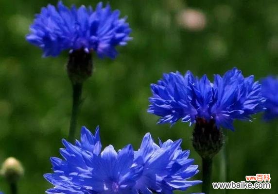 探索矢车菊花语的美丽世界 矢车菊的花语和意义