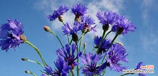 探索矢车菊花语的美丽世界 矢车菊的花语和意义