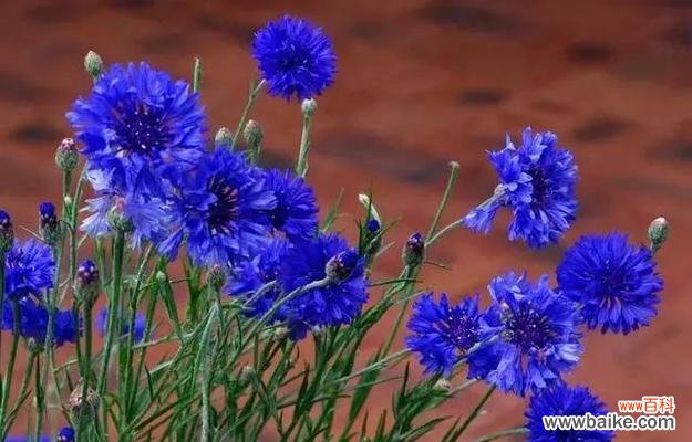 矢车菊花语的由来与传承，以及其在生活中的隐喻 矢车菊花语与寓意——探寻花海中的情感世界