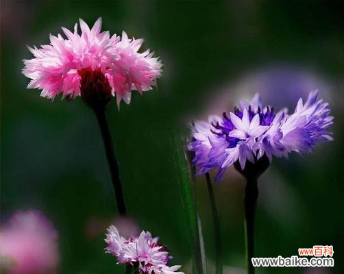 矢车菊花语的由来与传承，以及其在生活中的隐喻 矢车菊花语与寓意——探寻花海中的情感世界