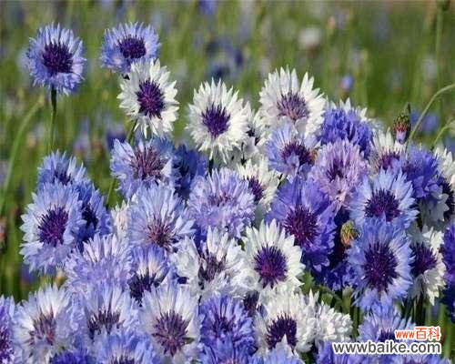 探索矢车菊花语中的温暖与宽容 解读矢车菊的花语及其意义