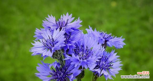 探索矢车菊花语中的温暖与宽容 解读矢车菊的花语及其意义