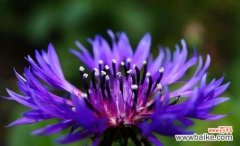 探索矢车菊花语中的温暖与宽容 解读矢车菊的花语及其意义