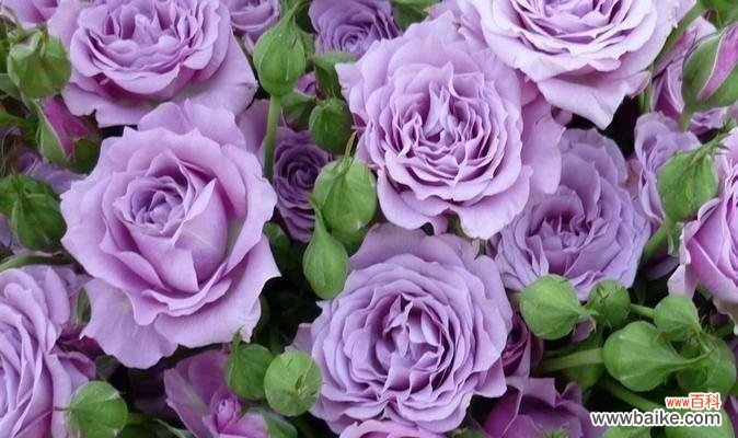 用花语表达对老师的赞美和祝福 送老师的花花语