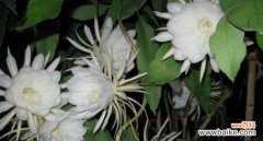 揭示不同花语背后的悲伤情绪 世界悲伤花语