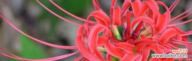 揭示不同花语背后的悲伤情绪 世界悲伤花语