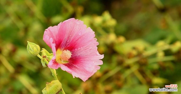 蜀葵花的美丽与坚毅，以及它在文化中的意义 蜀葵花