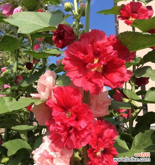 蜀葵花的美丽与坚毅，以及它在文化中的意义 蜀葵花