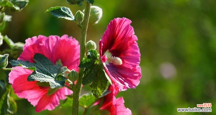 传承千年的神秘之花，蜀葵，以及它的花语与传说 蜀葵之花语与传说