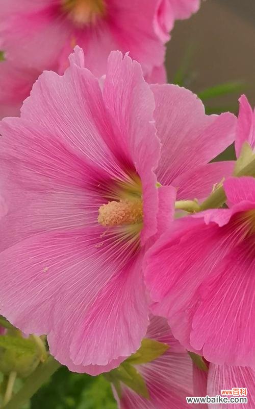 传承千年的神秘之花，蜀葵，以及它的花语与传说 蜀葵之花语与传说