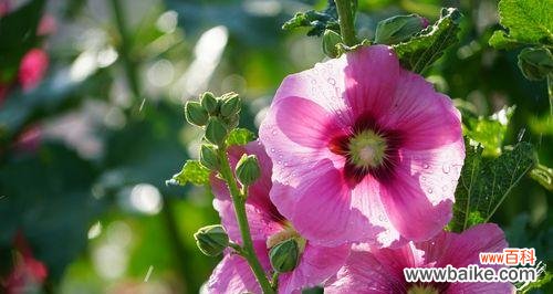 传承千年的神秘之花，蜀葵，以及它的花语与传说 蜀葵之花语与传说