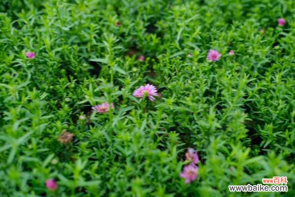 花期介绍 多头菊什么时候开花