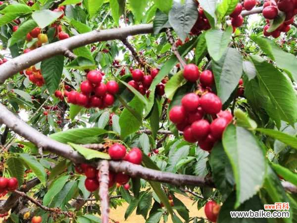 樱桃的品种介绍，樱桃图片