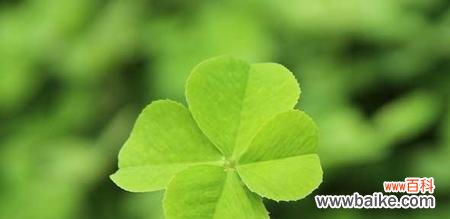 幸运与希望的象征 四叶草的神秘寓意