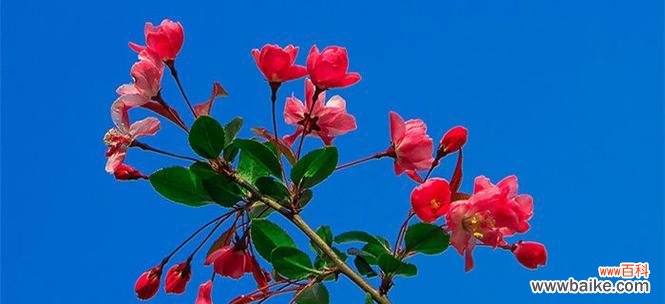 四季海棠花的意义与象征 四季海棠的花语之美