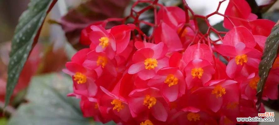 四季海棠的花语及寓意 四季海棠