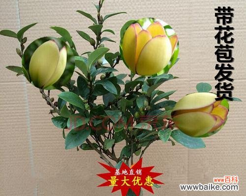 探索四季花开的美丽之旅 四季花卉的色彩盛宴