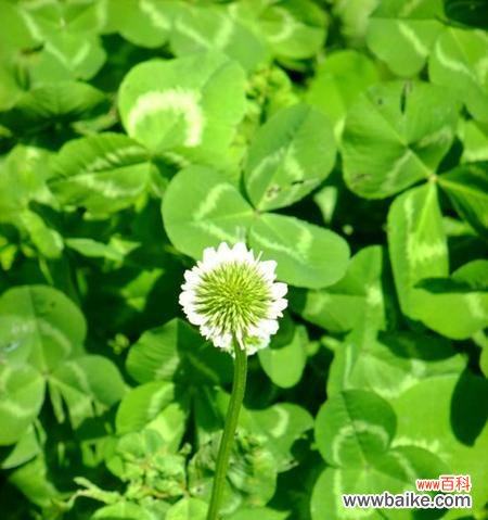 寓意吉祥幸运的四叶草 四叶草的象征意义