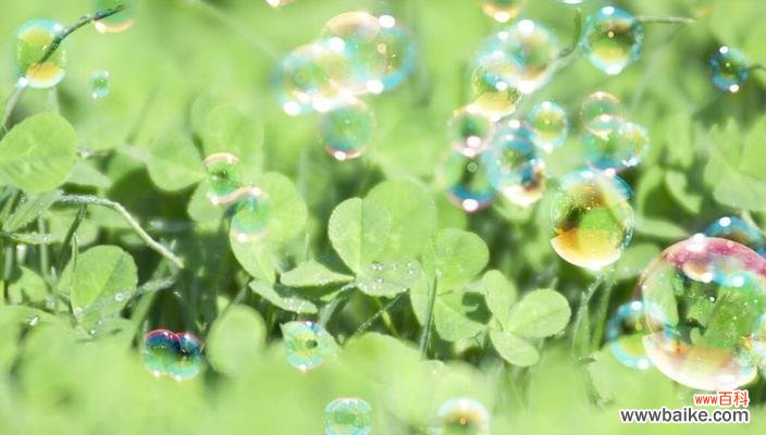 拥抱幸运的爱情 四叶草的爱情花语