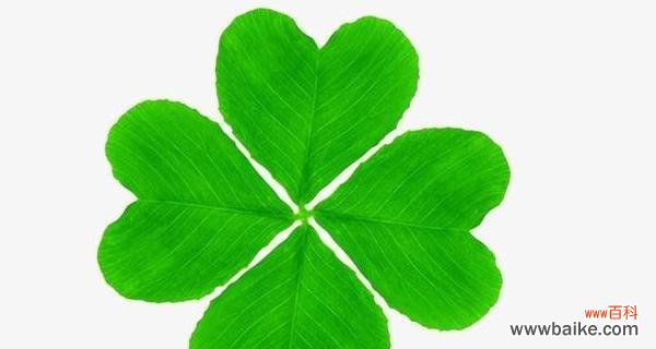 探索四叶草的美丽花语 四叶草的花语