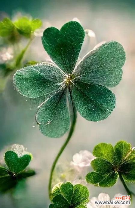 神秘幸运的象征 四叶草的花语与传说