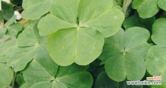 四叶草的寓意和象征意义解析 四叶草的神奇之旅