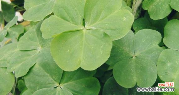 四叶草的寓意和象征意义解析 四叶草的神奇之旅