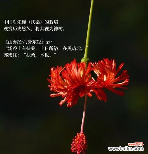 阳性花卉代表的含义是什么？