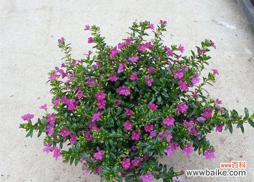 阳性花卉代表的含义是什么？