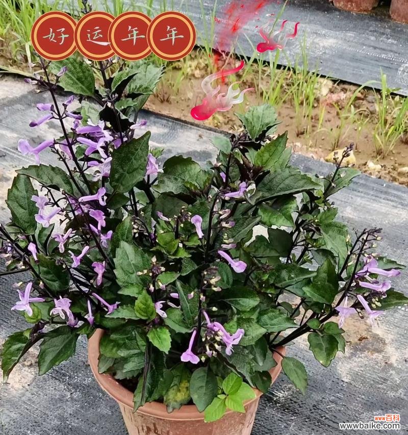 香百合通常象征着什么？它在送礼时传达了哪些情感？