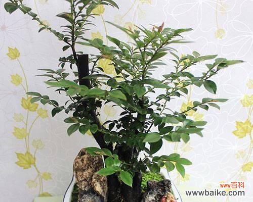 檀木盆栽的意义是什么？檀木盆栽如何养护？