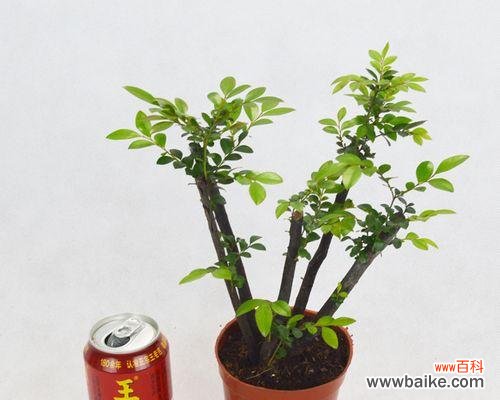 檀木盆栽的意义是什么？檀木盆栽如何养护？