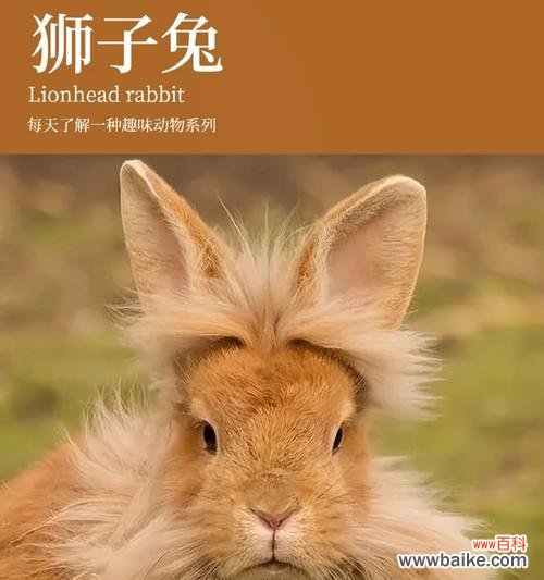 百合兔子代表了什么？它在文化中有何象征？