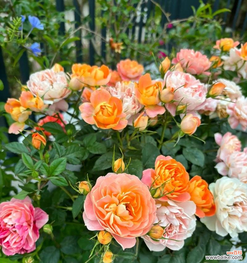 不同颜色的花有什么寓意？它们各自代表了什么？