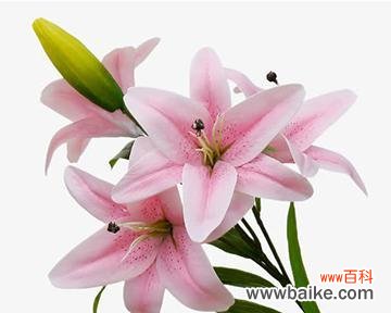 黑红百合花小饰品寓意何在？百合花小饰品的象征意义是什么？