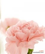 情人节康乃馨花束的寓意是什么？它传递了哪些情感？