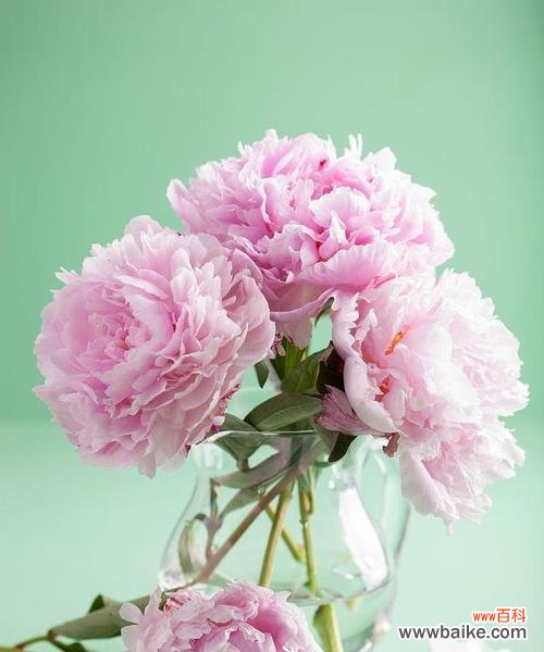 情人节康乃馨花束的寓意是什么？它传递了哪些情感？