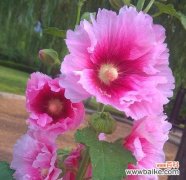 揭开蜀葵花语的面纱，探寻其独特的含义与魅力 蜀葵花语的象征意义及其美丽的魅力