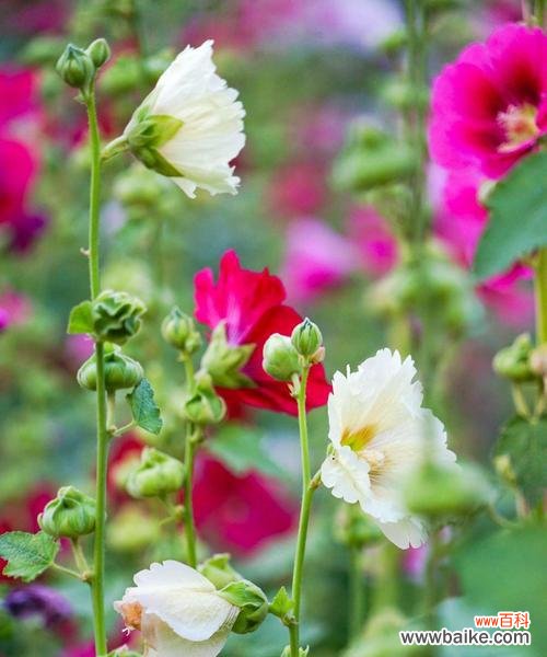 揭开蜀葵花语的面纱，探寻其独特的含义与魅力 蜀葵花语的象征意义及其美丽的魅力
