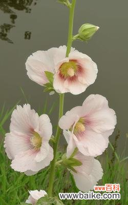 揭开蜀葵花语的面纱，探寻其独特的含义与魅力 蜀葵花语的象征意义及其美丽的魅力