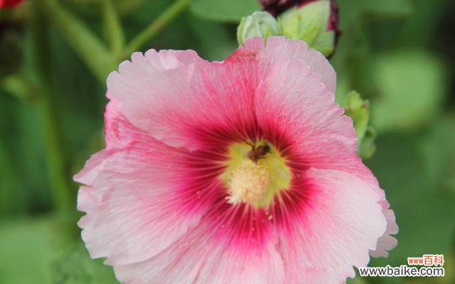 探索蜀葵花语的文化内涵与象征意义 解读蜀葵花语的深意