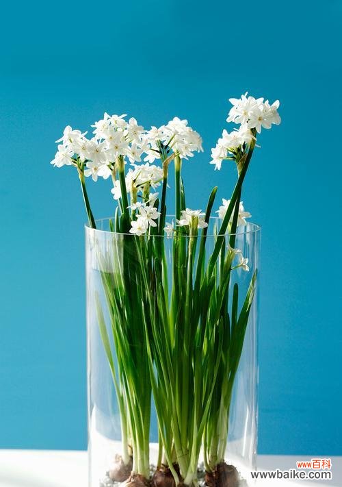 解读水仙花的花语和文化内涵 水仙花的象征意义及寓意