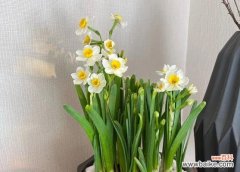 解读水仙花的花语和文化内涵 水仙花的象征意义及寓意