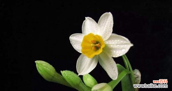 解读水仙花的花语和文化内涵 水仙花的象征意义及寓意